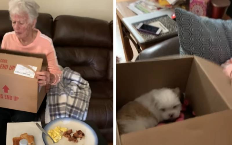 Mulher idosa cai no choro ao ganhar um novo cachorro idosa-cai-no-choro-ao-ganhar-um-novo-cachorro