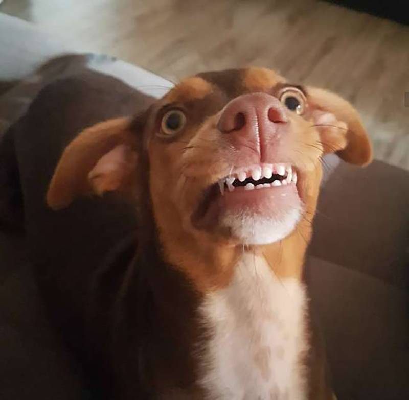 Idosa procurava desesperadamente por sua dentadura enquanto seu cachorro não parava de sorrir idosa-perde-a-dentadura-e-a-culpa-e-da-cachorra