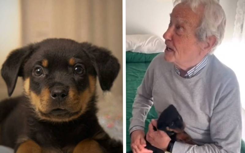Idoso se emociona ao ganhar uma cachorrinha: "É o melhor presente, mais do que dinheiro" idoso-se-emociona-ao-ganhar-uma-cachorrinha