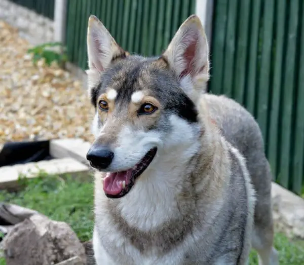 raças de cachorros que se parecem com lobos