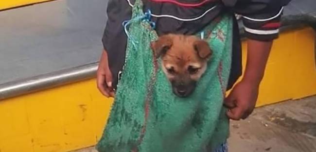 Menino é flagrado carregando o cãozinho de um jeito adorável para não abandoná-lo menino-e-flagrado-carregando-o-caozinho-de-um-jeito-adoravel