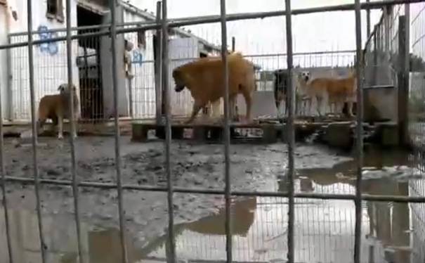 Mulher compra abrigo com mais de 250 cães por não aceitar as más condições encontradas mulher-compra-abrigo-com-mais-de-250-caes