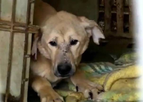 Mulher compra abrigo com mais de 250 cães por não aceitar as más condições encontradas mulher-compra-abrigo-com-mais-de-250-caes