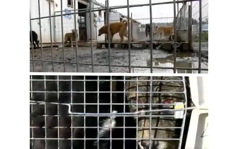 Mulher compra abrigo com mais de 250 cães por não aceitar as más condições encontradas mulher-compra-abrigo-com-mais-de-250-caes