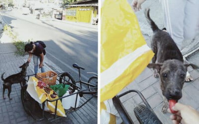 mulher-humilde-alimenta-centenas-de-animais-de-rua