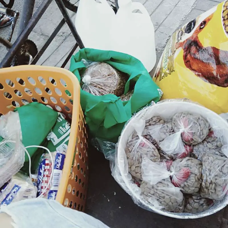 Mulher humilde alimenta centenas de cães e gatos todos os dias apesar de ter poucos recursos mulher-humilde-alimenta-centenas-de-animais-de-rua