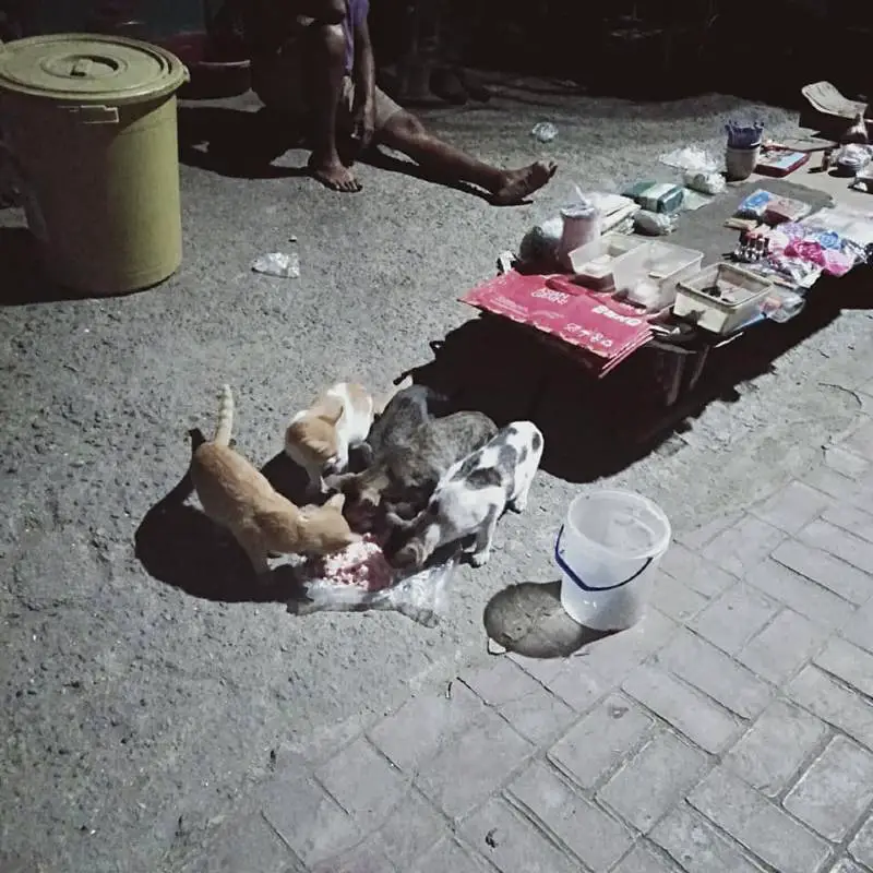 mulher-humilde-alimenta-centenas-de-animais-de-rua