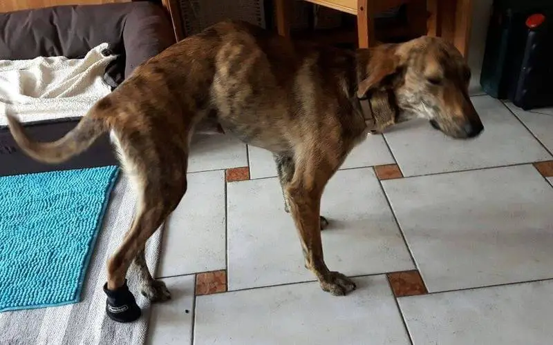 Mulher leva cachorro com a coluna fraturada para casa para dar amor e dias melhores para ele mulher-leva-cachorro-com-a-coluna-fraturada-para-casa