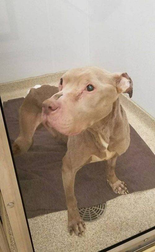 Mulher passa a noite em abrigo com cachorro em estado terminal para não deixá-lo sozinho em seus últimos momentos mulher-passa-a-noite-em-abrigo-com-cachorro-em-estado-terminal