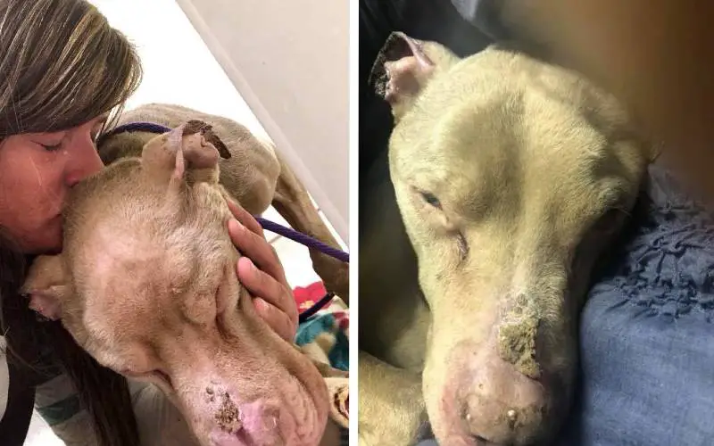 Mulher passa a noite em abrigo com cachorro em estado terminal para não deixá-lo sozinho em seus últimos momentos mulher-passa-a-noite-em-abrigo-com-cachorro-em-estado-terminal