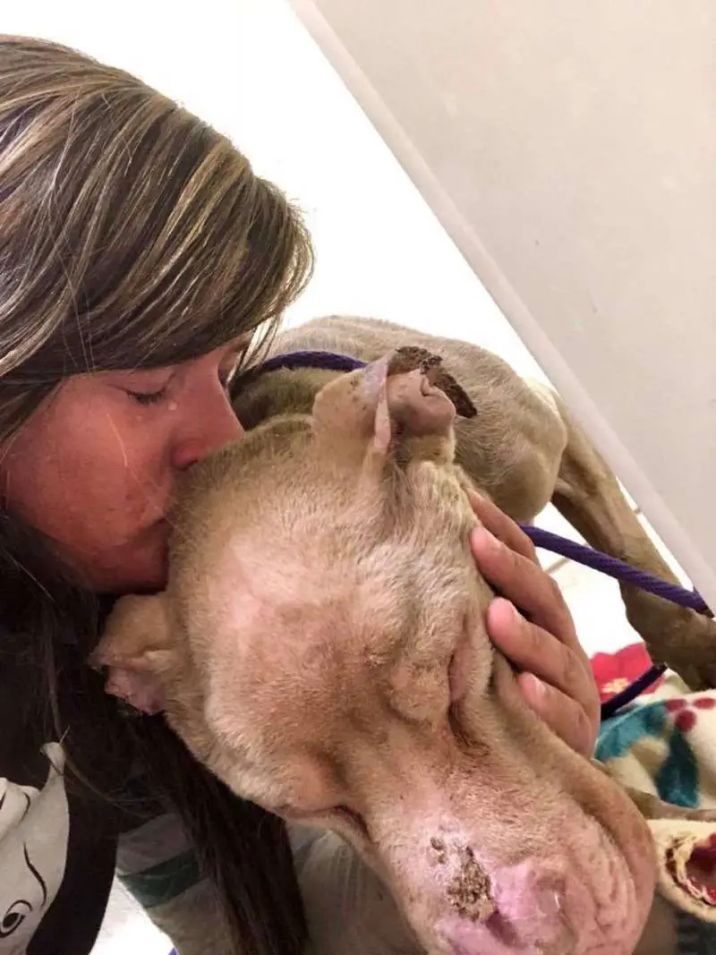 Mulher passa a noite em abrigo com cachorro em estado terminal para não deixá-lo sozinho em seus últimos momentos mulher-passa-a-noite-em-abrigo-com-cachorro-em-estado-terminal