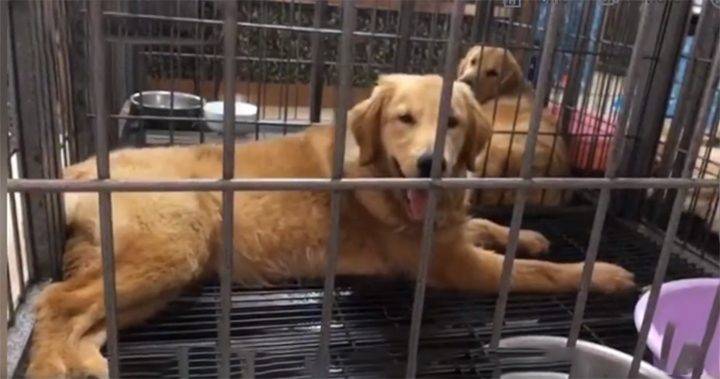 Mulher salva vida de um cachorro alimentando-o pela janela mulher-salva-vida-de-um-cachorro-alimentando-o-pela-janela