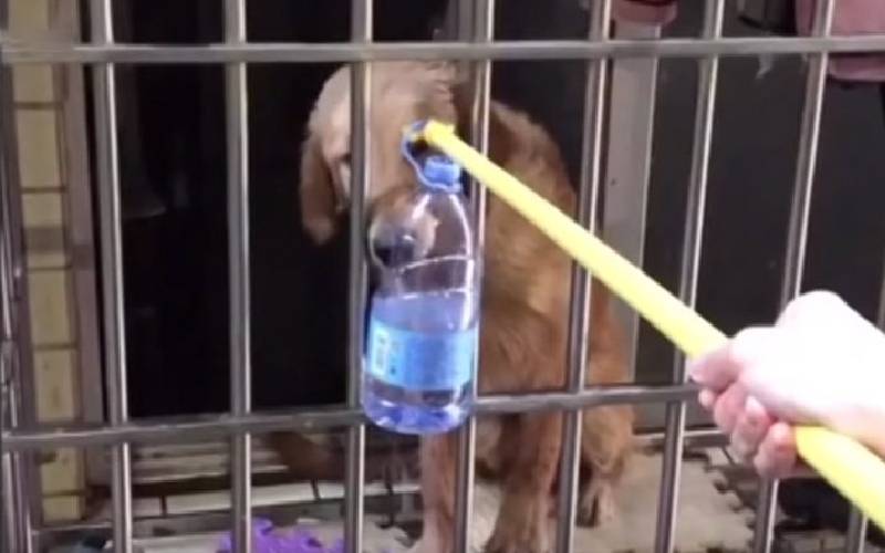 Mulher salva vida de um cachorro alimentando-o pela janela mulher-salva-vida-de-um-cachorro-alimentando-o-pela-janela