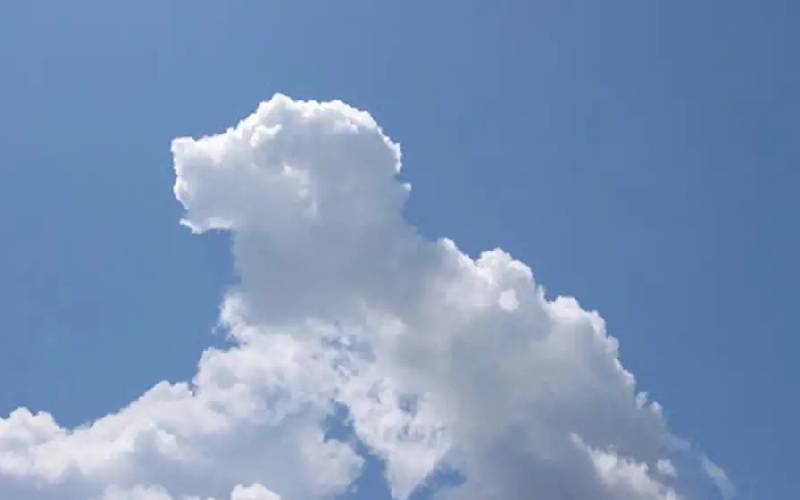 Os cães vão para o céu? os-caes-vao-para-o-ceu