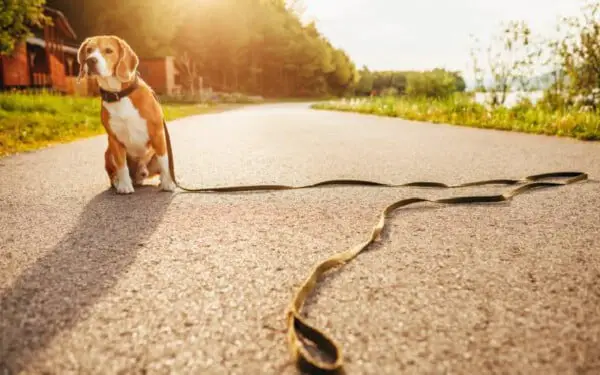 Perder um cachorro é tão difícil quanto perder um membro da família