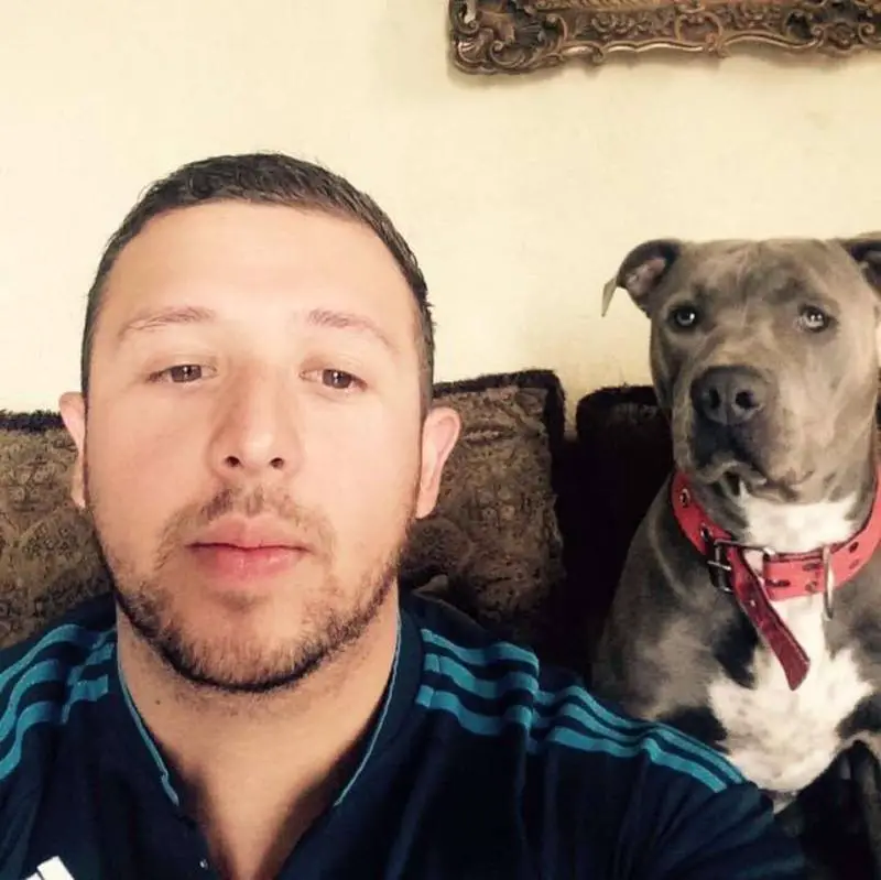 Pitbull gentil oferece sua casinha de cachorro para gatinha grávida e fica de guarda