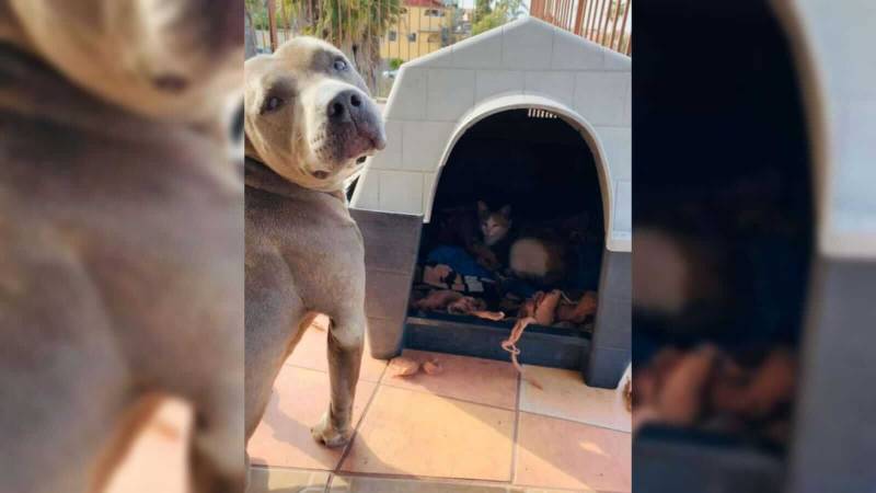 pitbull dá a casinha para gata vira-lata 4