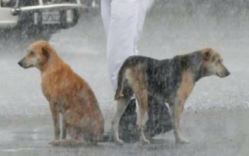 Policial compartilha guarda-chuva com cães de rua durante uma tempestade policial-compartilha-guarda-chuva-com-caes-de-rua