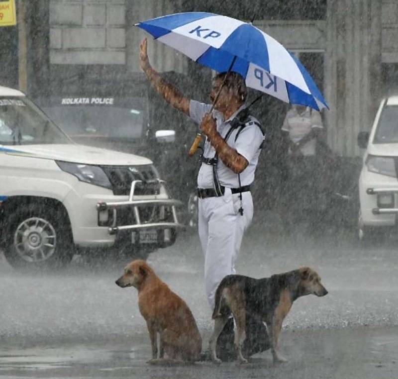 Policial compartilha guarda-chuva com cães de rua durante uma tempestade