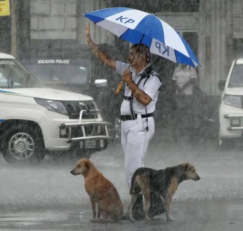 Policial compartilha guarda-chuva com cães de rua durante uma tempestade Policial compartilha guarda-chuva com cães de rua durante uma tempestade