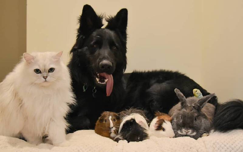 Um ratinho adotado tira surpreendentes sonecas ao lado de seu irmão cachorro ratinho-tira-sonecas-ao-lado-de-um-cachorrao