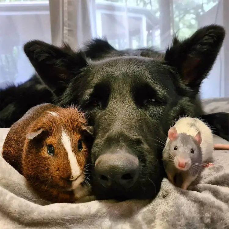 Um ratinho adotado tira surpreendentes sonecas ao lado de seu irmão cachorro ratinho-tira-sonecas-ao-lado-de-um-cachorrao