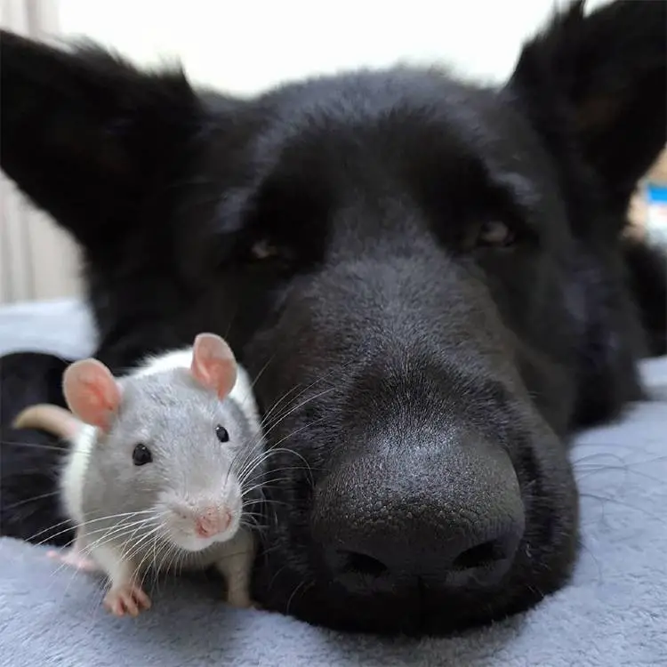 Um ratinho adotado tira surpreendentes sonecas ao lado de seu irmão cachorro ratinho-tira-sonecas-ao-lado-de-um-cachorrao