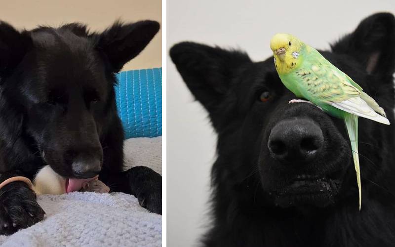 Um ratinho adotado tira surpreendentes sonecas ao lado de seu irmão cachorro ratinho-tira-sonecas-ao-lado-de-um-cachorrao