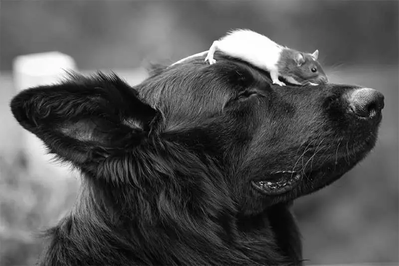 Um ratinho adotado tira surpreendentes sonecas ao lado de seu irmão cachorro ratinho-tira-sonecas-ao-lado-de-um-cachorrao