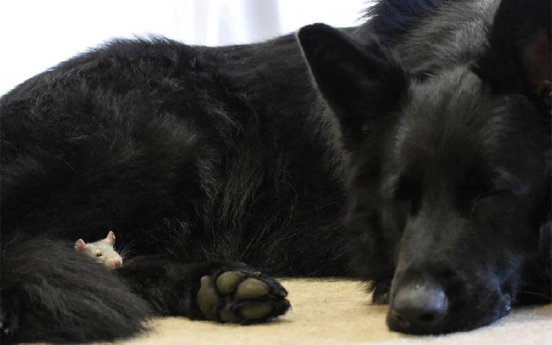 Um ratinho adotado tira surpreendentes sonecas ao lado de seu irmão cachorro ratinho-tira-sonecas-ao-lado-de-um-cachorrao