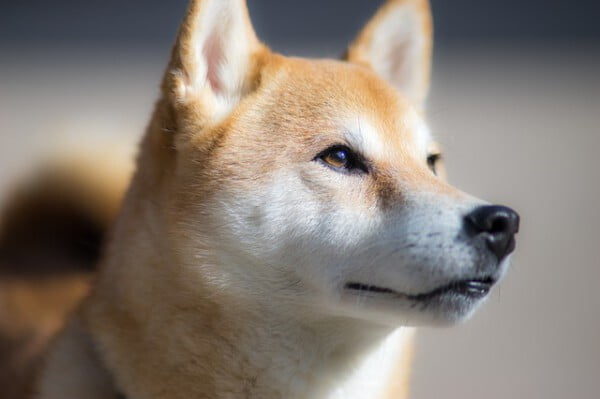 raças de cachorros que se parecem com lobos