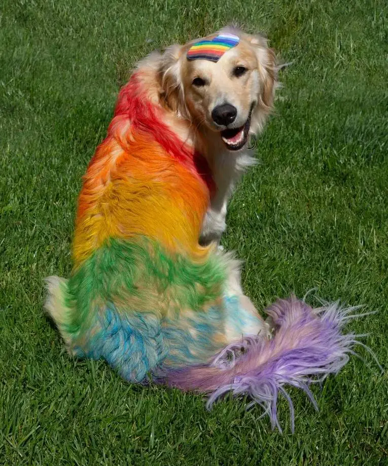 Uma tutora tinge a cauda da cachorra de arco-íris. Entenda por quê