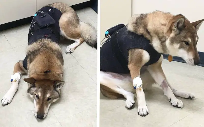 Sua cachorra tinha poucos meses de vida, então ele a levou em um último passeio ultimo-passeio-de-carro-de-uma-cachorra