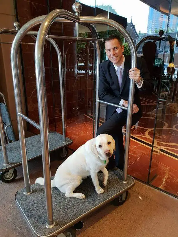 Cachorro se tornar embaixador de um hotel de luxo e o trabalho dele é o mais importante um-cachorro-com-um-trabalho-muito-importante