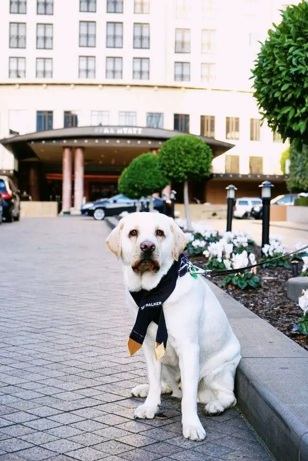 Cachorro se tornar embaixador de um hotel de luxo e o trabalho dele é o mais importante um-cachorro-com-um-trabalho-muito-importante