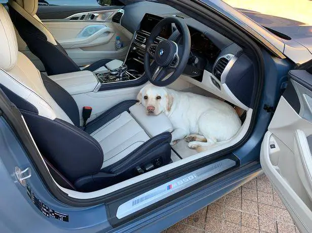 Cachorro se tornar embaixador de um hotel de luxo e o trabalho dele é o mais importante um-cachorro-com-um-trabalho-muito-importante