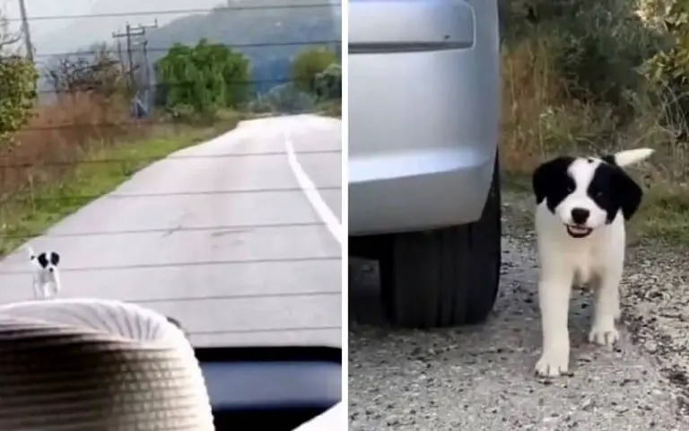 Cachorrinho corre atrás de carro na esperança de ser resgatado