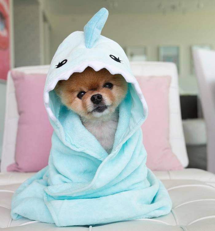 Jiff, o cachorrinho famoso que corre com duas patas e já quebrou dois recordes mundiais Jiff-o-cachorro-mais-famoso-das-redes-sociais
