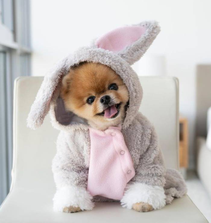 Jiff, o cachorrinho famoso que corre com duas patas e já quebrou dois recordes mundiais Jiff-o-cachorro-mais-famoso-das-redes-sociais
