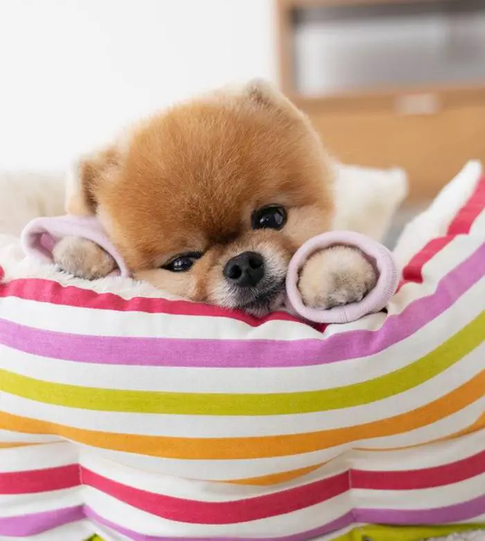 Jiff, o cachorrinho famoso que corre com duas patas e já quebrou dois recordes mundiais Jiff-o-cachorro-mais-famoso-das-redes-sociais