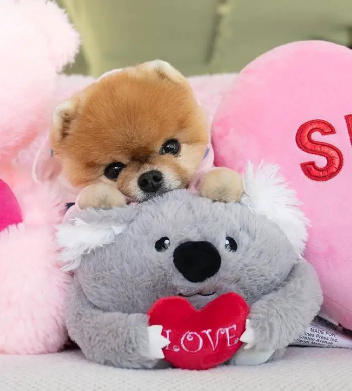 Jiff, o cachorrinho famoso que corre com duas patas e já quebrou dois recordes mundiais Jiff-o-cachorro-mais-famoso-das-redes-sociais
