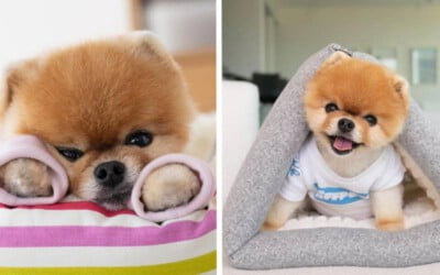 Jiff, o cachorrinho famoso que corre com duas patas e já quebrou dois recordes mundiais