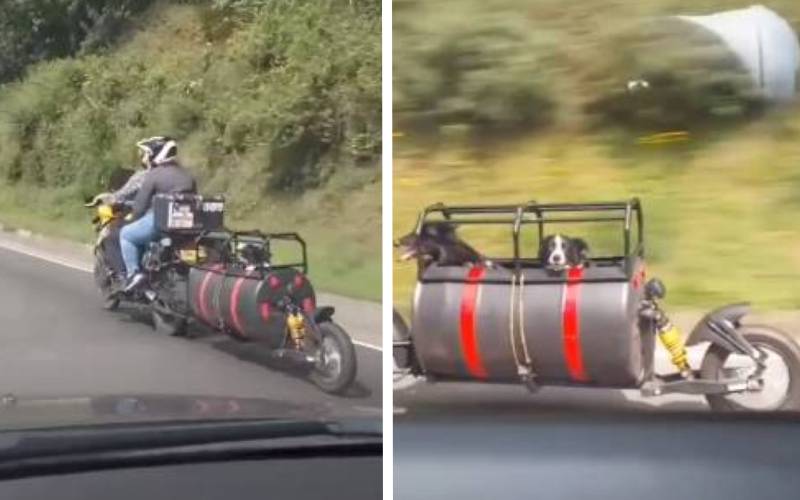 Jovens-adaptam-moto-para-viajar-com-os-cachorros