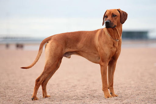 20 raças de cachorros mais 'estranhos' do mundo 20 raças de cachorros mais 'estranhos' do mundo