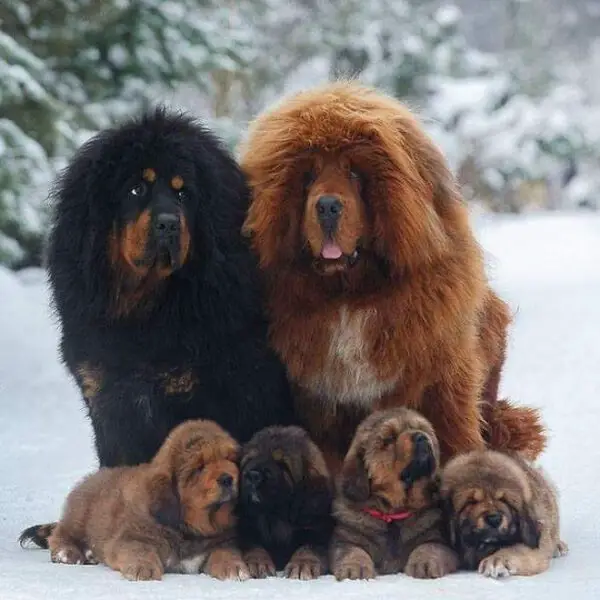 20 raças de cachorros mais 'estranhos' do mundo 20 raças de cachorros mais 'estranhos' do mundo