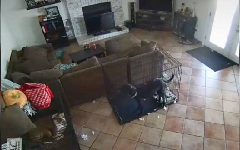 Vídeo assustador com fantasma tirando coleira de cachorro viraliza na internet