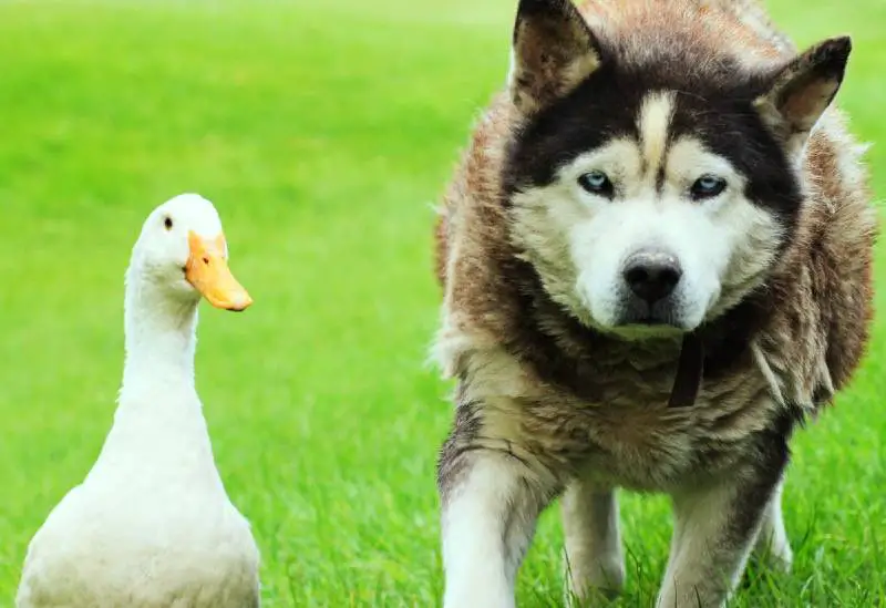Cachorro forma uma amizade improvável com pato após perder sua companheira amizade-improvavel-entre-um-cao-e-um-pato