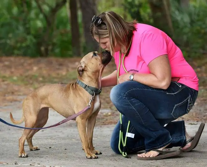 as-orelhas-enroladas-de-um-cachorrinho-resgatado