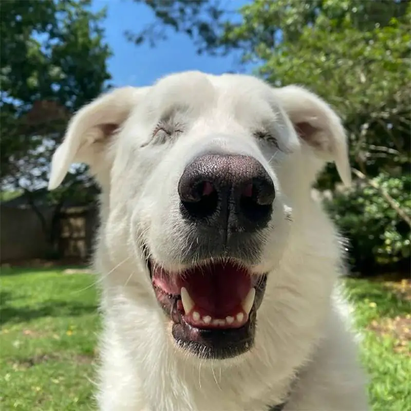 Cachorra cega percebe que vai passear no parque e mostra toda a sua empolgação cachorra-cega-percebe-que-vai-passear-e-mostra-toda-a-empolgacao