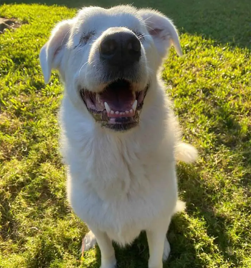 cachorra-cega-percebe-que-vai-passear-e-mostra-toda-a-empolgacao